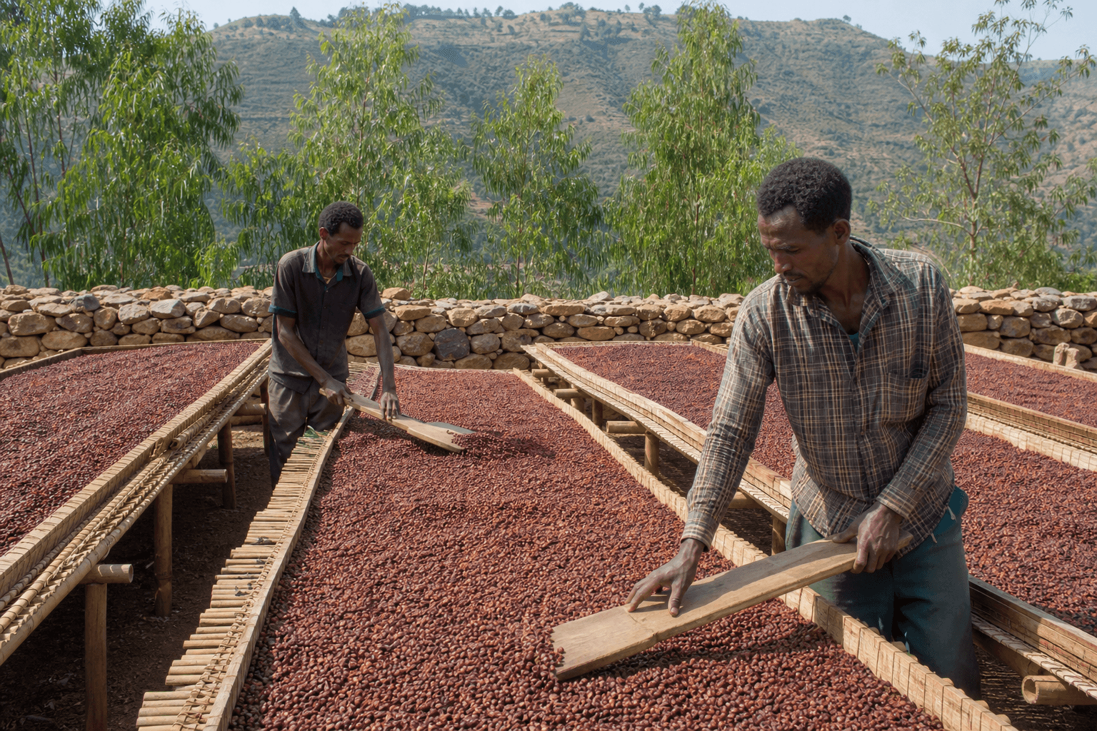 Two men turning dried coffee-cherry husk on raised bamboo beds in East Hararghe