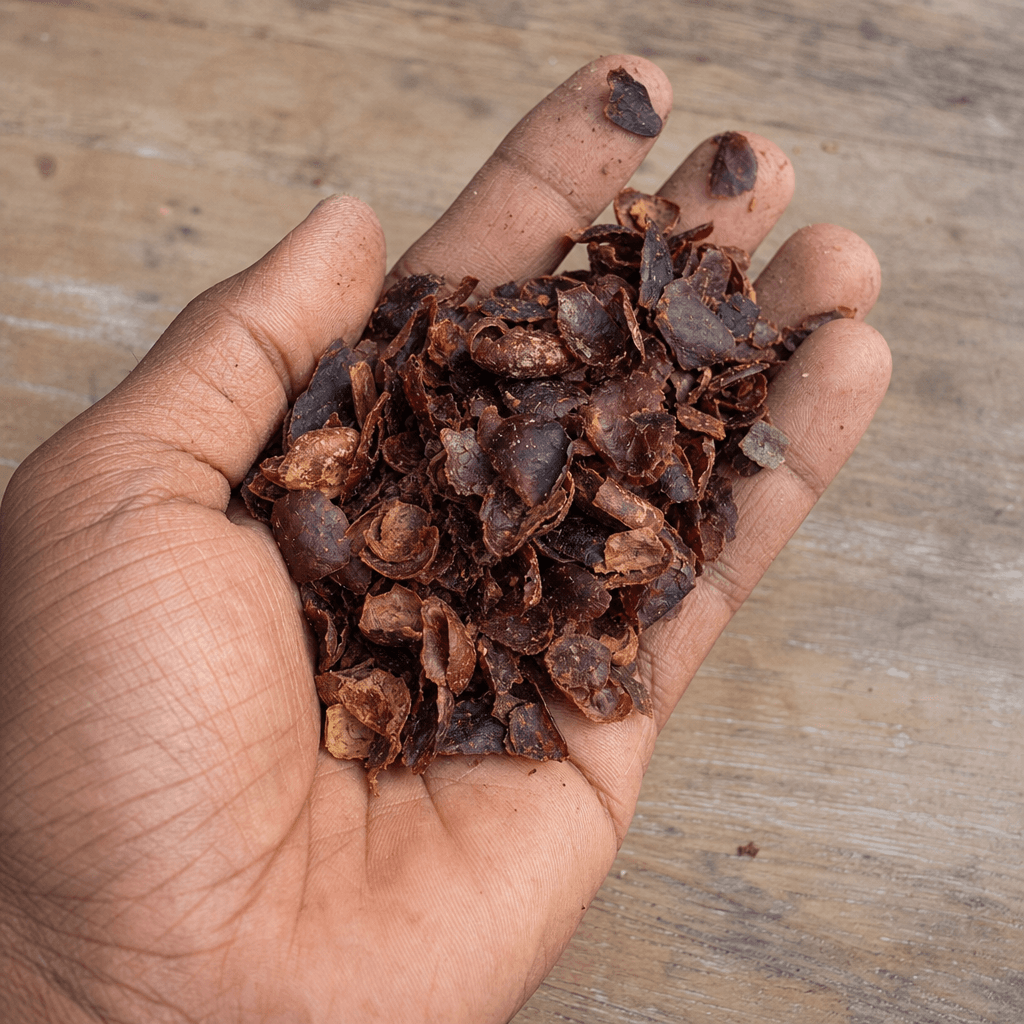 A handful of dried, curled coffee-cherry husk